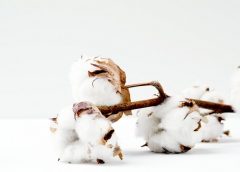 La laine de coton : C’est naturel, mais pas très durable. Quelles sont les alternatives ?